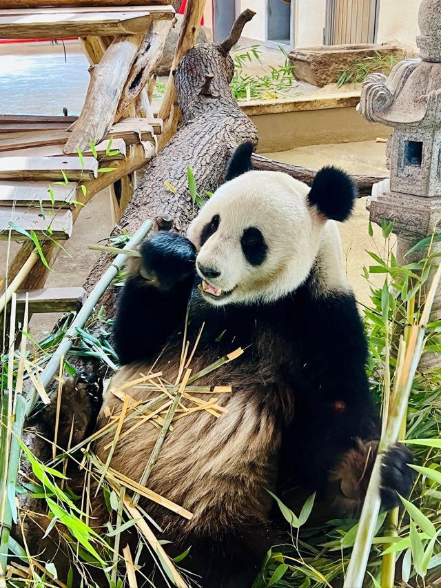 Panda eating bamboo at Schönbrunn Zoo in Vienna.